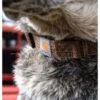 Carhartt Tradesman Dog Collar -Clothing Store 313031 P000034320103 PROD 2 BROWN